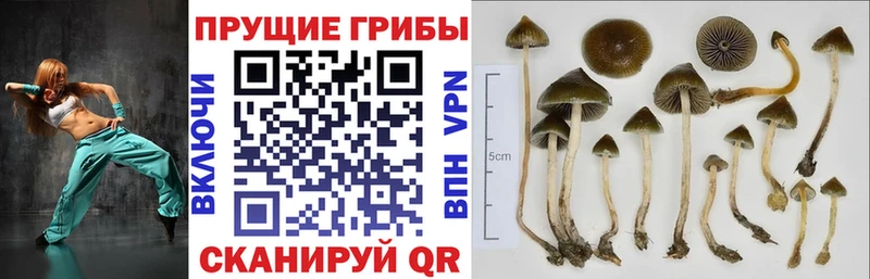 Галлюциногенные грибы прущие грибы  hydra вход  Североморск 